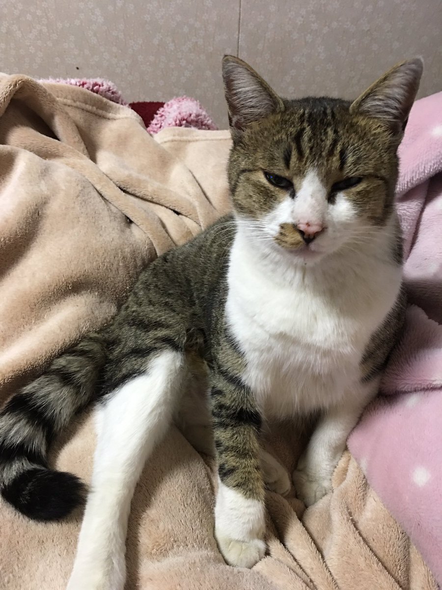 char2pm's tweet photo. 猫探してます。2020年2月10日の夕方から行方不明です。キジ白の雄猫で右目の上を怪我しています。赤と黄���の首輪をしていますが外れているかもしれません。群馬県太田市只上町でいなくなりました。
#迷い猫 #迷子猫 #迷子猫捜索中 #猫探してます #太田市 #群馬県 #迷い猫探してます #拡散希望 https://t.co/F5Ak93e3bz