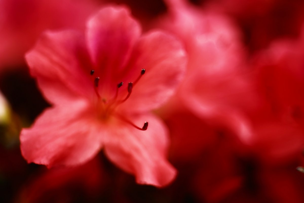 フラコレ 公式 日比谷花壇のお花の頒布会 Flower Coll Twitter