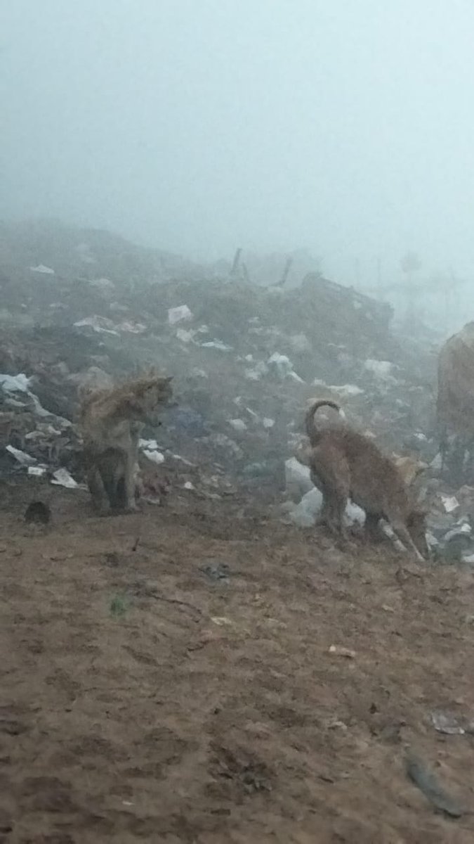 sas4mi's tweet photo. Smart City vs Smart People
This also comes under @smartcityrkl _ #KoelRiver Pollution #VSSMarket Area . @RourkelaMC No regular cleaning at River banks and no strong enforcement on single use of plastics.#baikunthghat @CPCB_OFFICIAL @CMO_Odisha @PIBWater #WorldCupHockey2023 https://t.co/SpUYz14ryy
