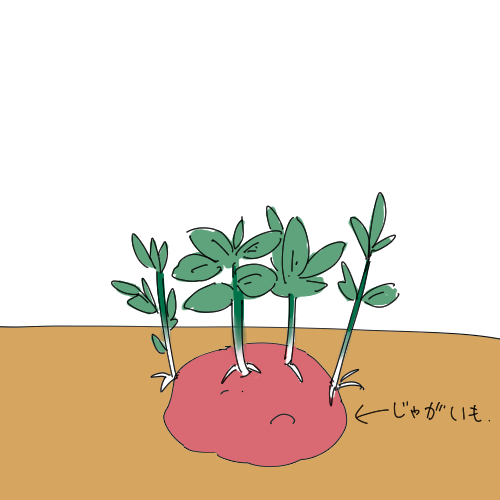 ジャガイモこんな感じで育ててました。
じゃがいもすごい! https://t.co/MWKM4AQWuS 