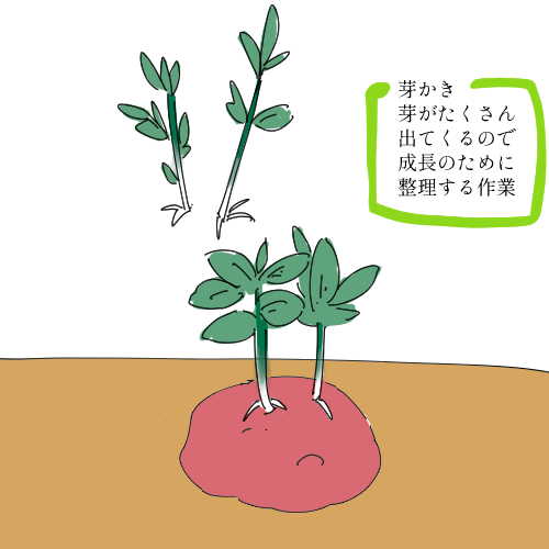 ジャガイモこんな感じで育ててました。
じゃがいもすごい! https://t.co/MWKM4AQWuS 