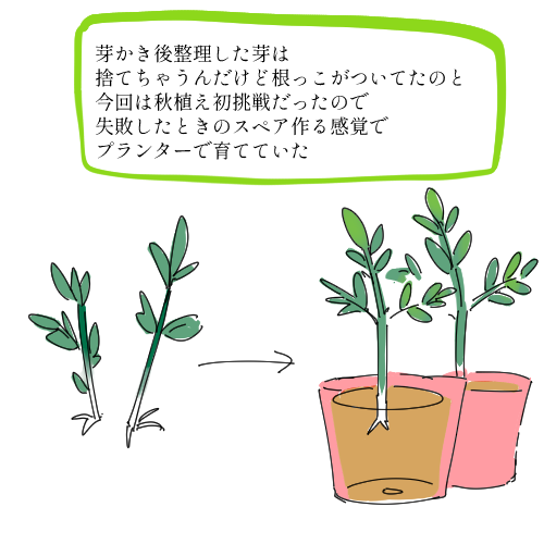 ジャガイモこんな感じで育ててました。
じゃがいもすごい! https://t.co/MWKM4AQWuS 