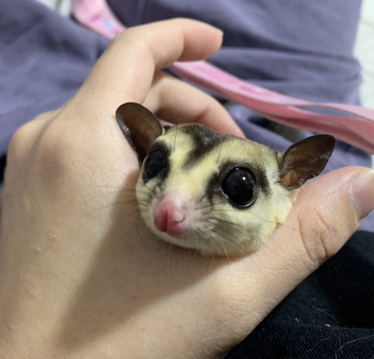 @くり、あ。 tweet media