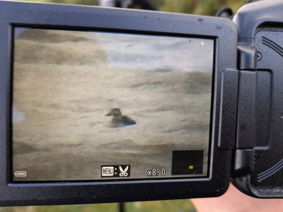 southdevonbirds's tweet photo. Crownhill Down: TWO LONG-TAILED DUCK on huge pit. View from here - ///abundance.think.stubble @DevonBirds @wildlife_devon @BirdGuides #birding #LocalBigYear #patchbirding #patchmega https://t.co/2IefAlsxmo