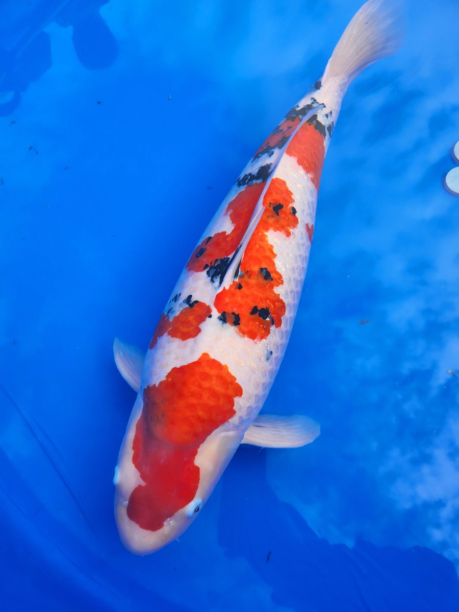 今日は関東甲信地区総合錦鯉品評会に。今年も素晴らしい鯉がたくさん。みなさんの魚に対する愛情がちゃんと伝わってますね。金魚とはまた違う魅力がたくさんありますね。