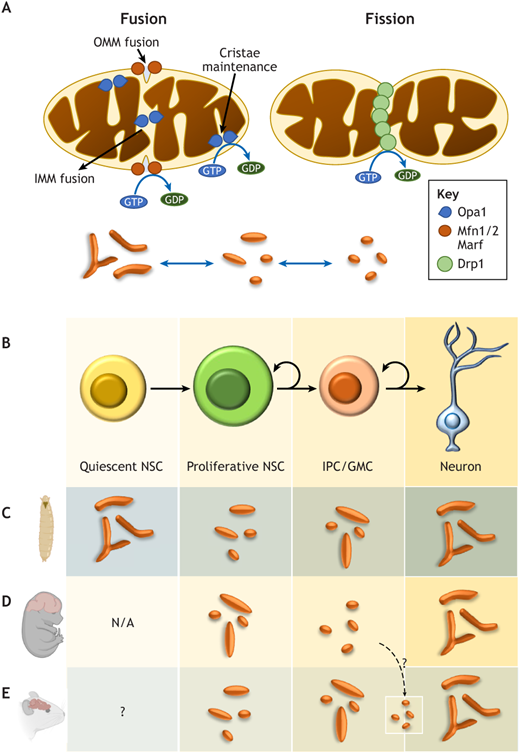 Mito_Therapy's tweet photo. Good morning Mito-folks, don't miss this interesting  selection of papers related to #mitochondrialmedicine presorted by 
@Bims_BiomedNews
https://t.co/infZ1HVo4i

CAPTION: Mitochondrial morphology during neurogenesis https://t.co/RGuHNfDKA6