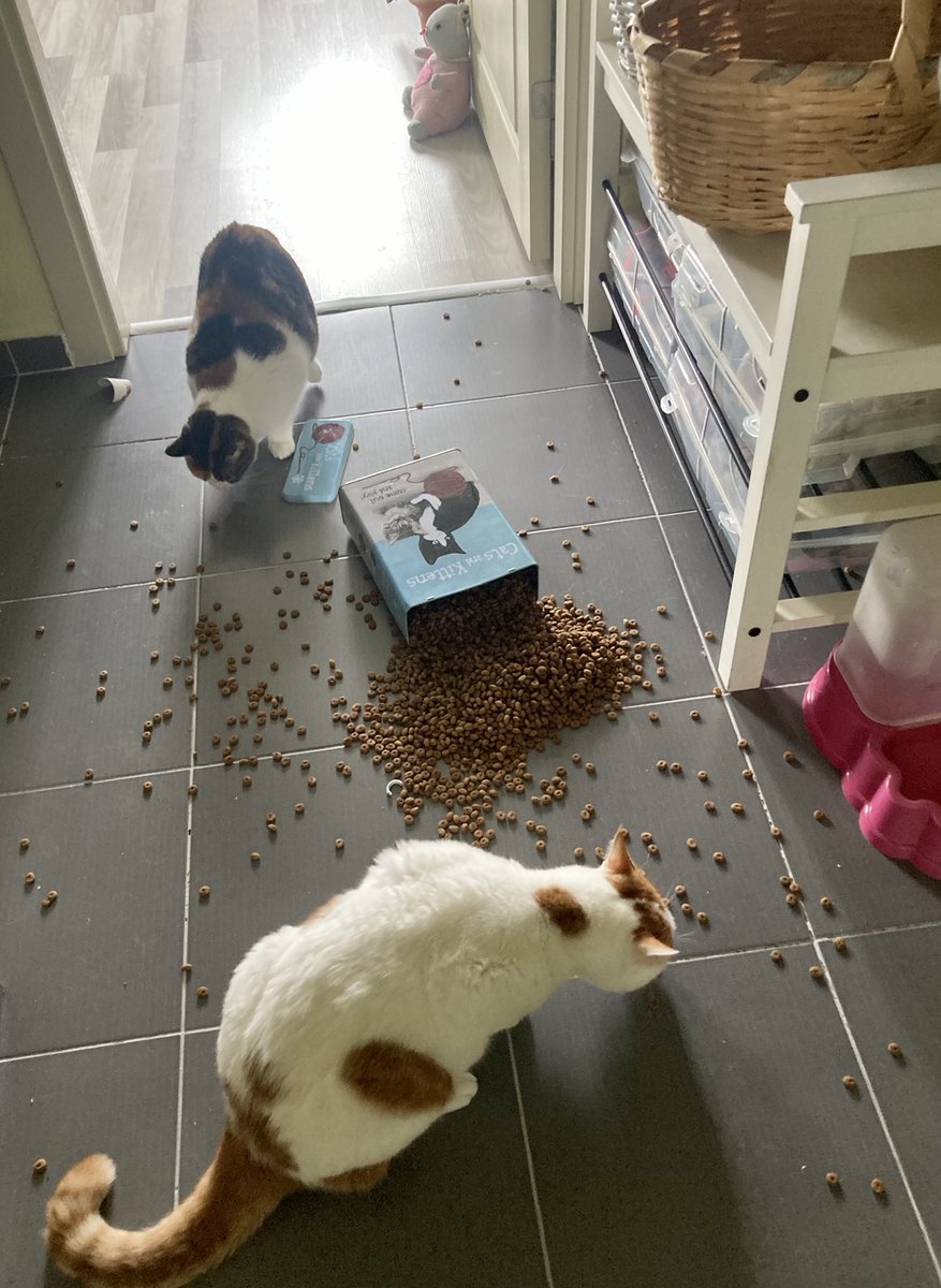 zarifekedisi's tweet photo. Son durum.. 🤦🏼♀️ Teşekkürler royal canin mamalarınız gerçekten lezzetliymiş.. Şu kutunun kapağını ben zor açıyorum.. #crazycatladyproblems https://t.co/Pl52c8FVVd