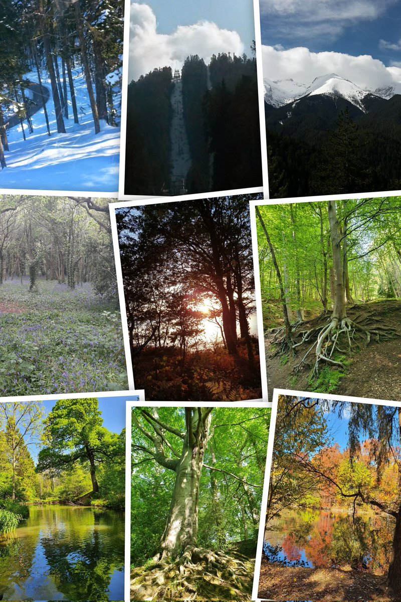 It appears I have a thing for trees, not a euphemism #TreeClub <a href="/ResponsePS/">Response Dedicated Team</a>