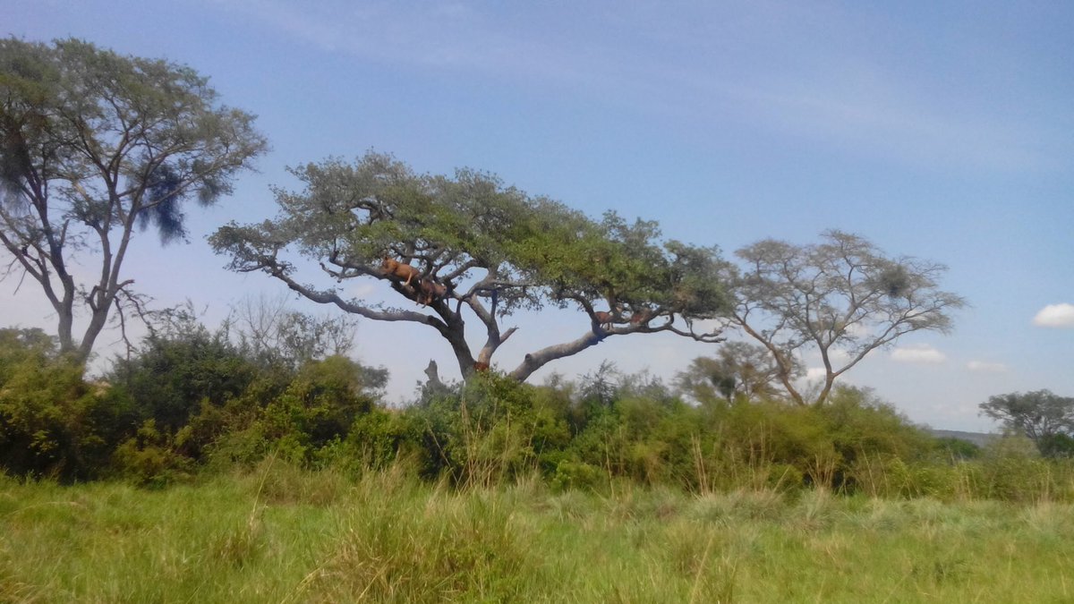 plumbers8943's tweet photo. #buonadomenica❤️ #nicesunday #lionsonthetree #queenelizabethnationalpark #uganda #eastafrica https://t.co/qT8LaLVuK6