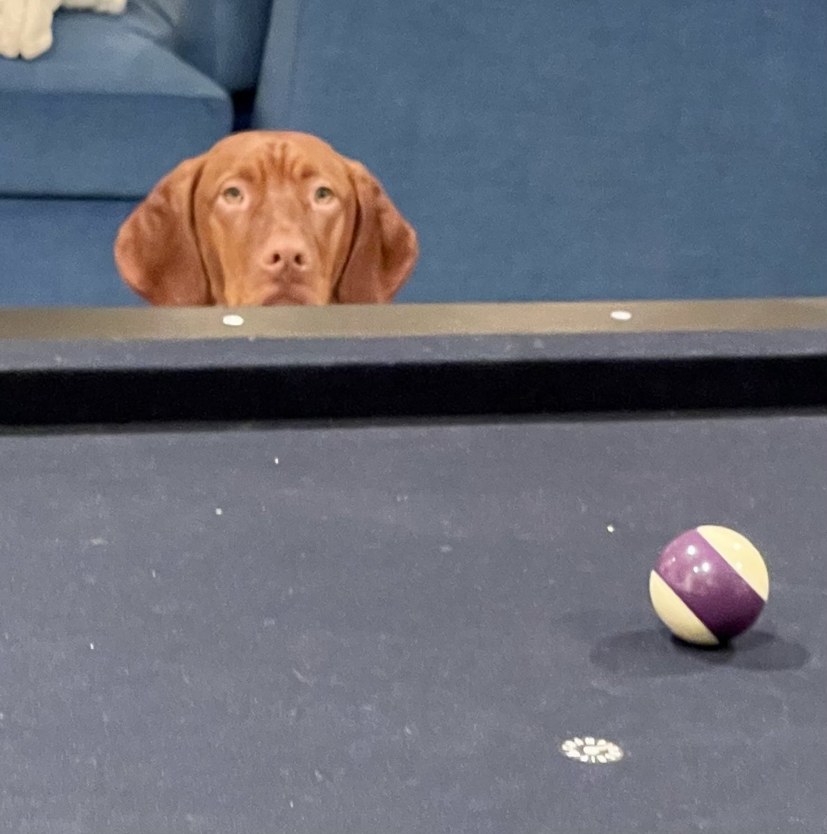 DanaPerino's tweet image. He’s got this.