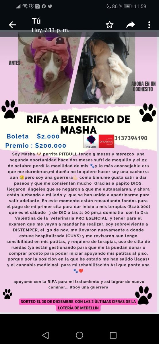 AntoAleCastaed1's tweet photo. https://t.co/0IdP8E9qeK y este es ahora, es sobreviviente a DISTEMPER ahora requiere de terapias y demás y para ello hay una rifa por tan solo $2.000 🙏🙏🙏 https://t.co/YOiuFSPbeM
