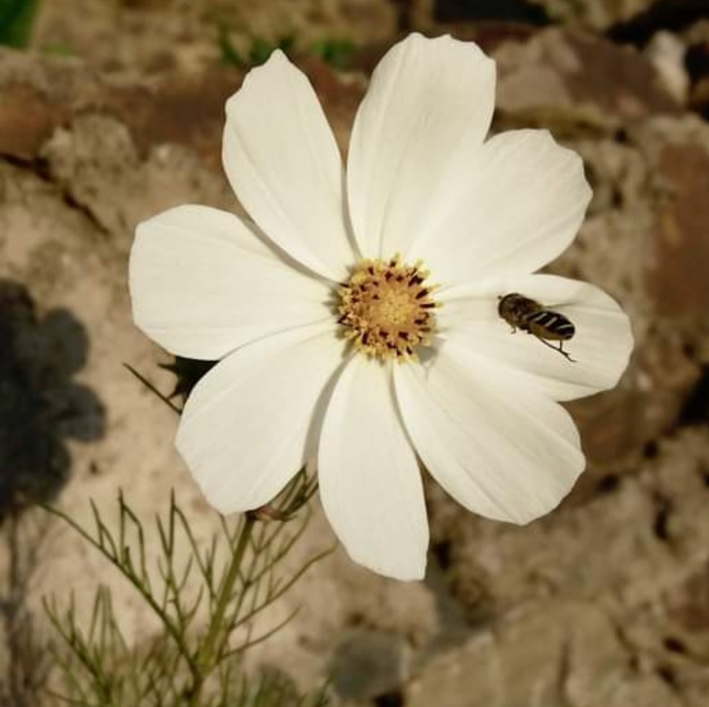 PaulAmit72770's tweet image. #paulo_graphyy