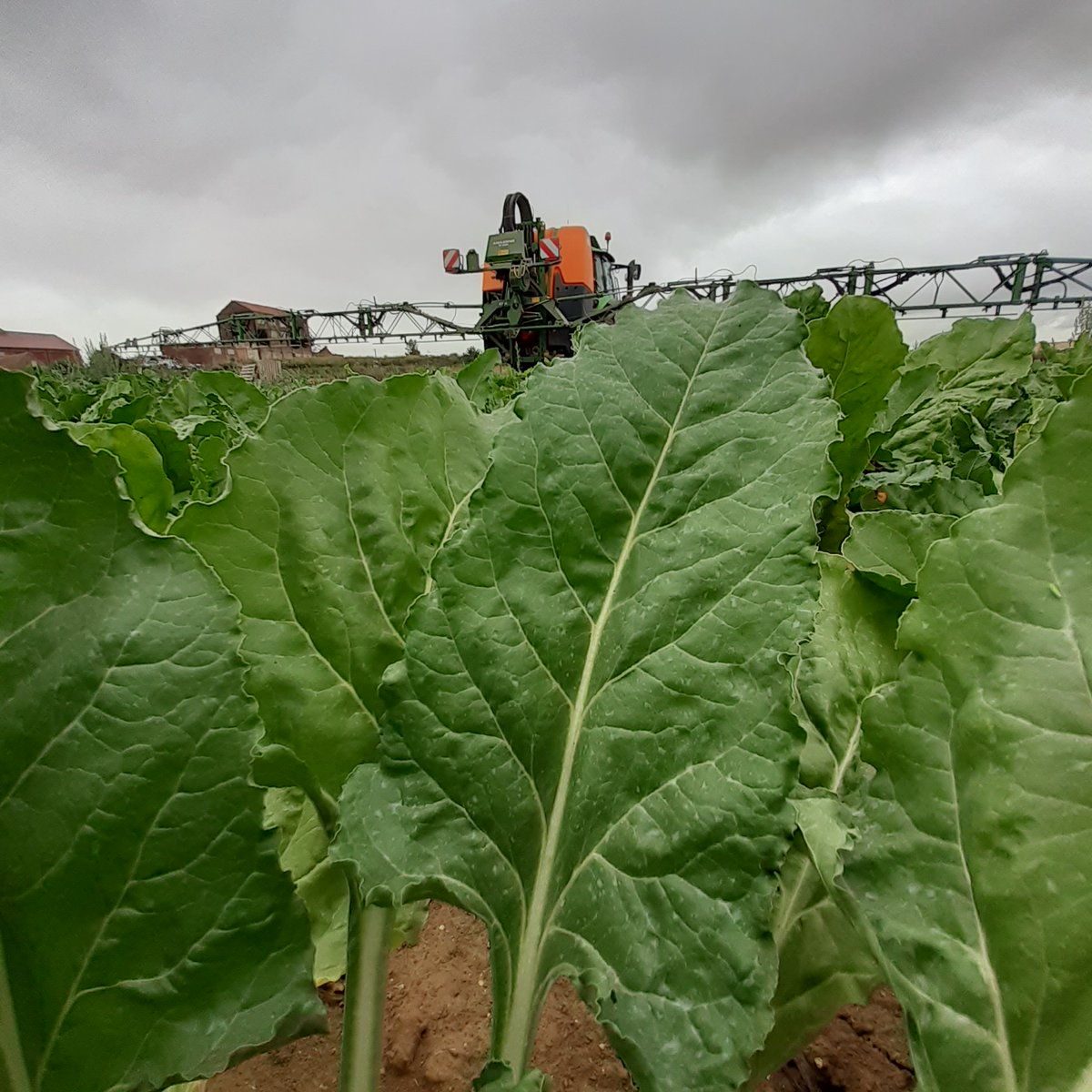 GuyotVincent02's tweet image. En Août, après une #moisson2022 précoce et rapide, je protège @_MissBetter des maladies foliaires comme vous vous protéger des rhumes et autres maladies en ce début d'hiver. Les @_MissBetter souffrent cruellement du manque de 🌧️, c'est SEC SEC SEC 😥 , #RainDance 9/...