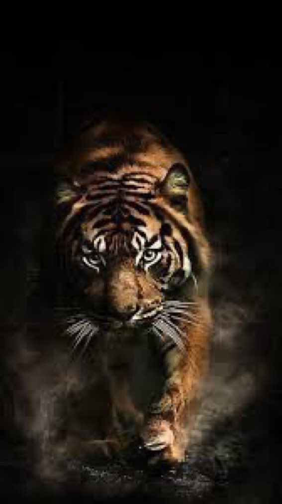 B1Farmington's tweet photo. The boys will be early tomorrow, onto the semis in the Bemidji Tourney.  Eyes on the prize tomorrow, see y’all in the AM. #TigerPride #WeNotMe #FYHA #ChasingHardware @YouthHockeyHub #TourneySeason @FarmingtonFYHA https://t.co/LhktjBqGK6