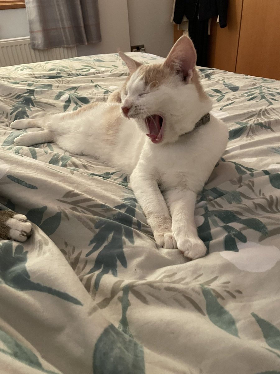 #catsoftwitter 07:44 and exhausted already. Think it’s time for another nap 💤