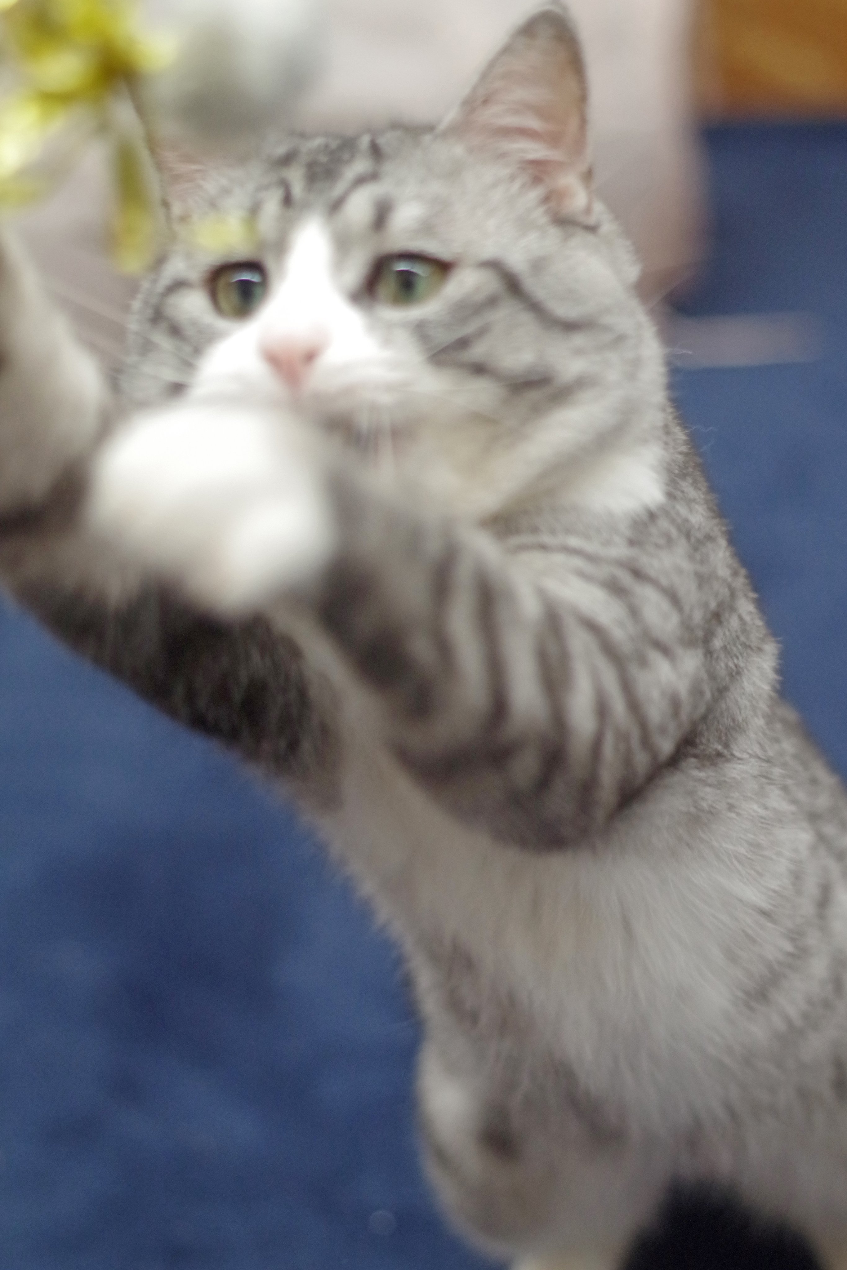 シャチくん - البحث / X