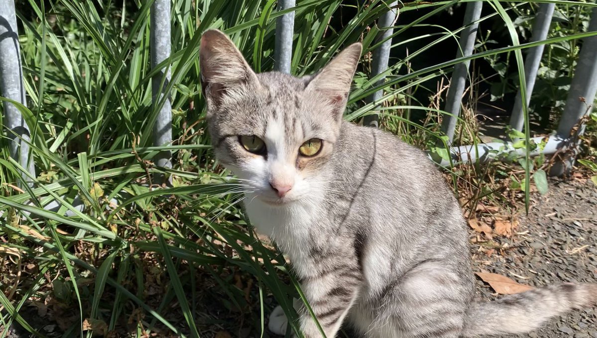 YouTubeを更新しました〜！！

金色の目をもつ猫/gold eyes of cat/
youtu.be/KqX1JbryUaM

#cat #野良猫　#猫　#猫好きさんと繋がりたい
#straycat