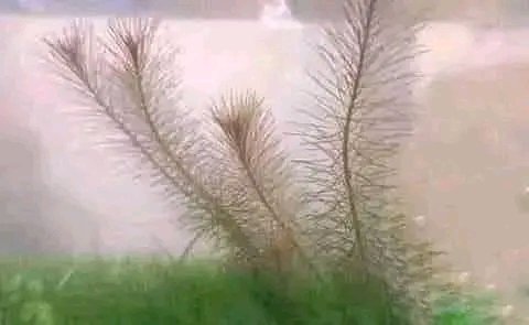 Another day to remind you to eat alot of Carrots.