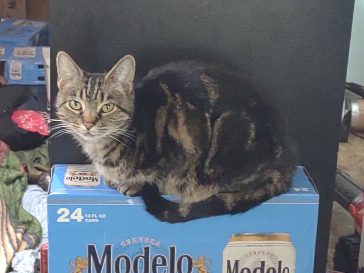 LordBoozeKitty's tweet photo. Someone saw me strolling outside and tried to take me home; fortunately I evaded capture and ran back inside. Mommy's the only one I let pick me up! Happy #Caturday and make sure the stray you're taking home is actually a stray and not someone's in/outdoor furbaby.
#CatsOfTwitter https://t.co/4V9Ywkdfwo