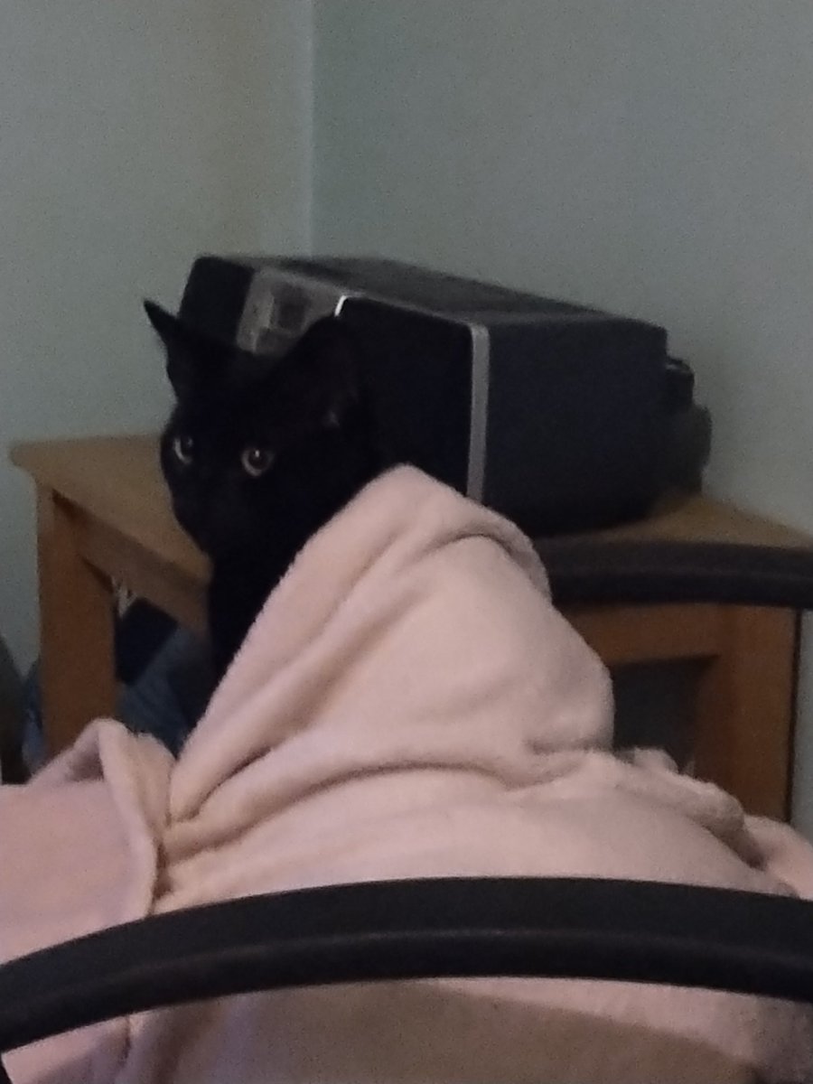 MichelleVPeck4's tweet photo. @mrsverypicky @simonmayo Look at Thomas ,at 7 months old xoxo ❤️ cats https://t.co/3m0JsR8Z4u