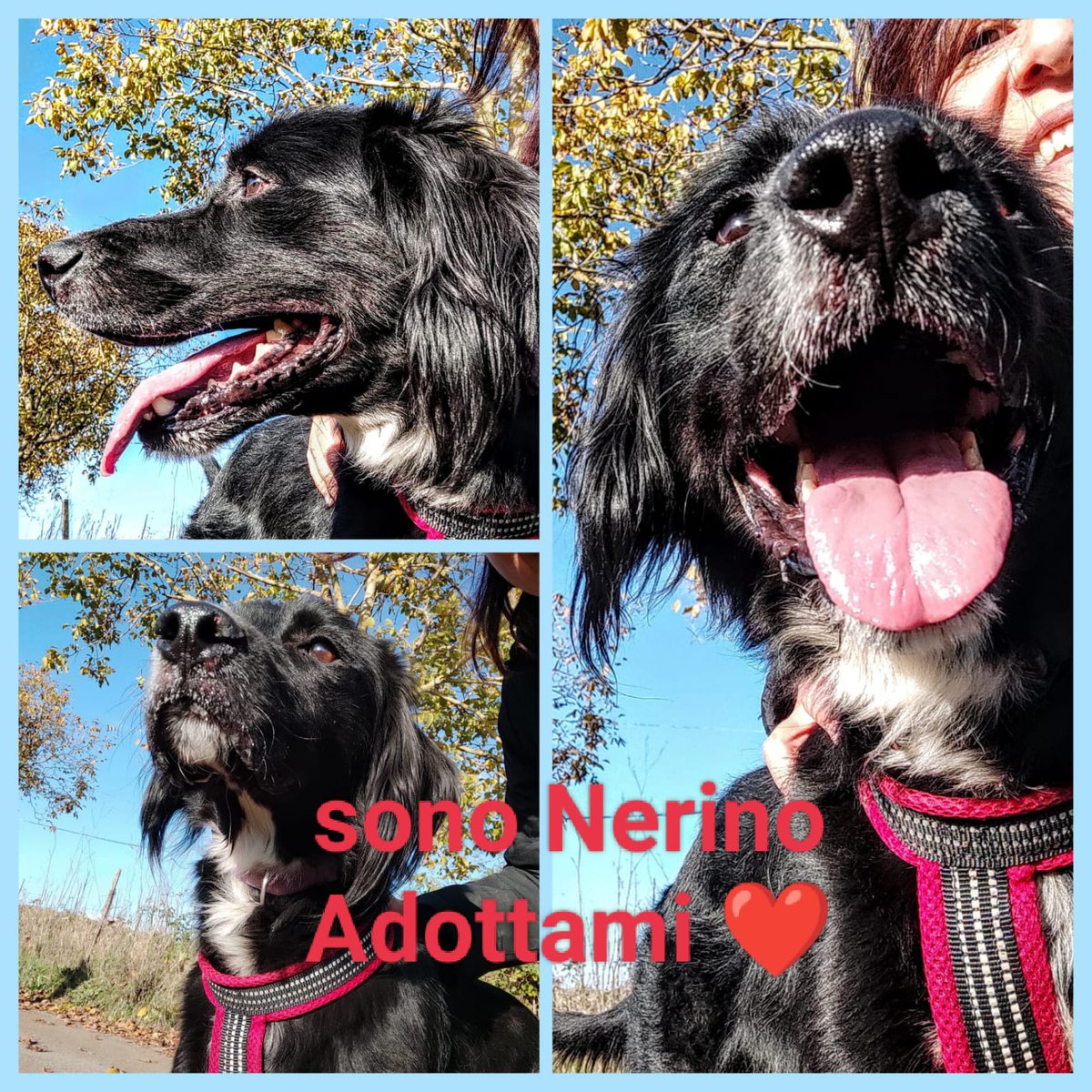 gesudanza's tweet photo. Roma!Nerino ha 5 anni abbandonato a catena. Per qualsiasi informazione contattatami al 3338167697 Nerino verrà portato direttamente a casa ovunque avvenga L'adozione.
🔴Se non potete adottare, condividete🙏 https://t.co/FnZtuxH5dY