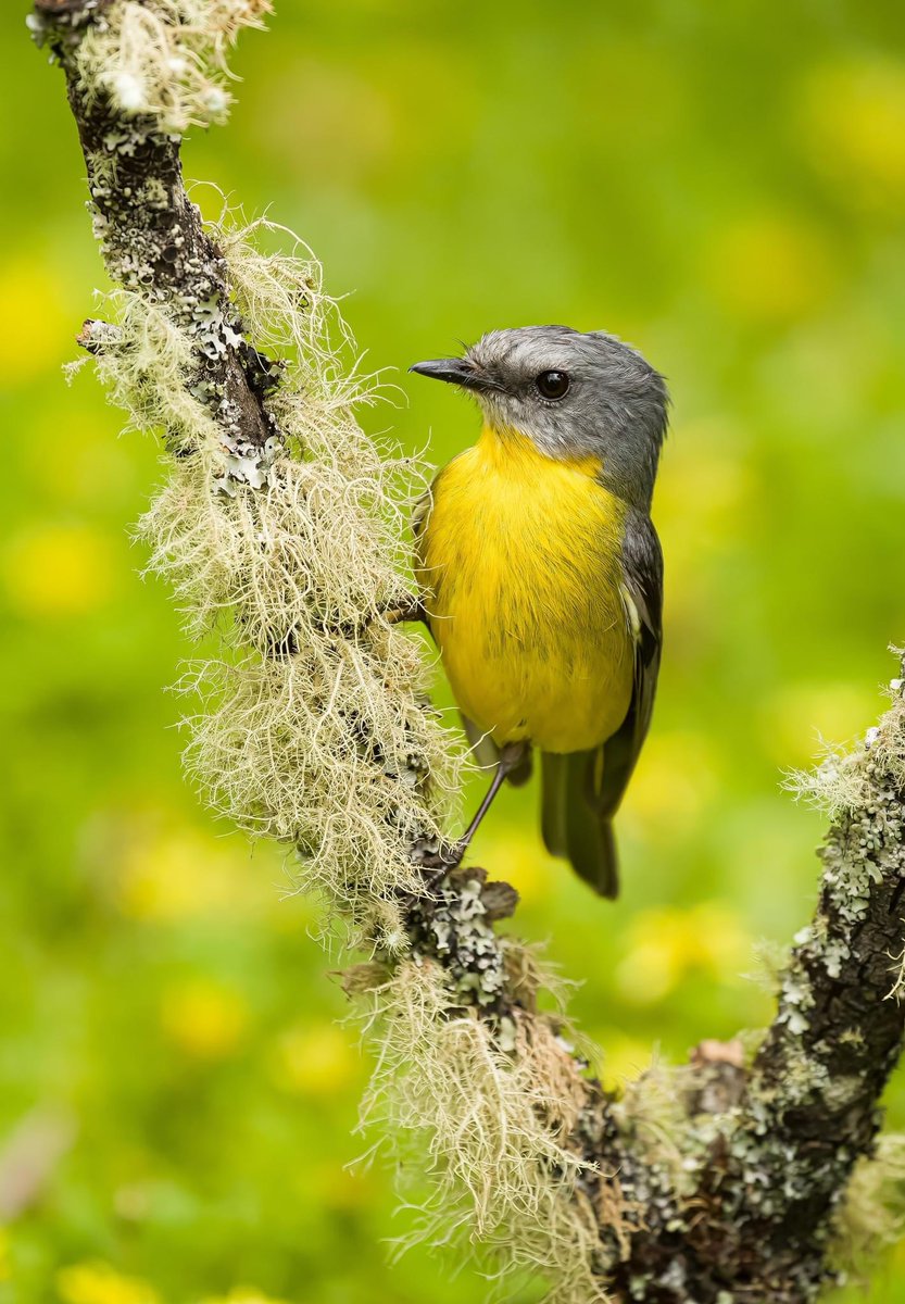 CBoyleImages's tweet photo. An Eastern Yellow Robin perched on a very mossy branch 😀
.
.
.
#robin #nature #victoria #wildlife #australia #sunshine #greatoutdoors #bird #birdphotography #birds #naturephotography #wildlife #yellowrobin #wildoz https://t.co/jyjFdgYF7b