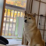 柴犬 ショウ shibainu_shou0218のツイート画像