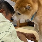 柴犬 ショウ shibainu_shou0218のツイート画像