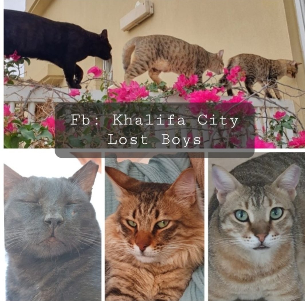 Our 3 boys - taken, relocated, 56 days searching. We will not give up. Where are they???
<a href="/Avaaz/">Avaaz</a> 
<a href="/eagle_enviro/">Eagle_Enviro</a>
<a href="/NickWebster75/">Nick Webster</a>
<a href="/MoCCaEUAE/">‎وزارة التغير المناخي والبيئة</a>
<a href="/AnimalActionUAE/">Animal Action UAE</a>
@Tadweer_cwm
<a href="/kittenxlady/">Kitten Lady</a>
<a href="/OIPAInternation/">OIPA International</a>
<a href="/ukinuae/">UK in UAE 🇬🇧🇦🇪</a>
<a href="/ADResidents/">Abu Dhabi Residents Office</a>
<a href="/uaetolerance/">Minister of Tolerance Office</a> 
<a href="/_tornadogroup/">TORNADO GROUP</a>
<a href="/moiuae/">وزارة الداخلية</a>
kcalostboys.blogspot.com