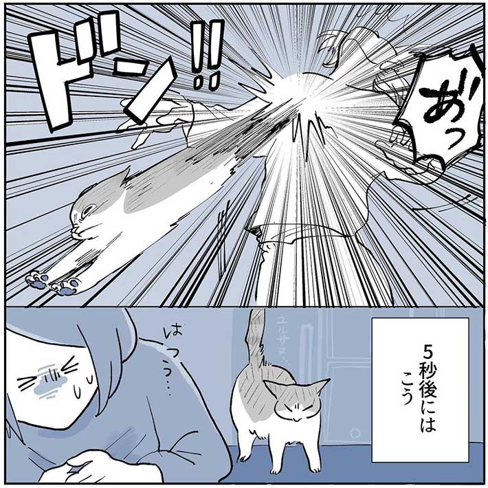 「猫が嫌がることはやめよう」 飼い主がそう思った理由が、あるあるだった https://t.co/9hW34xZmIS @grapeejpより 