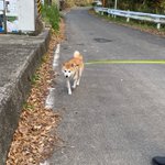 柴犬 ショウ shibainu_shou0218のツイート画像