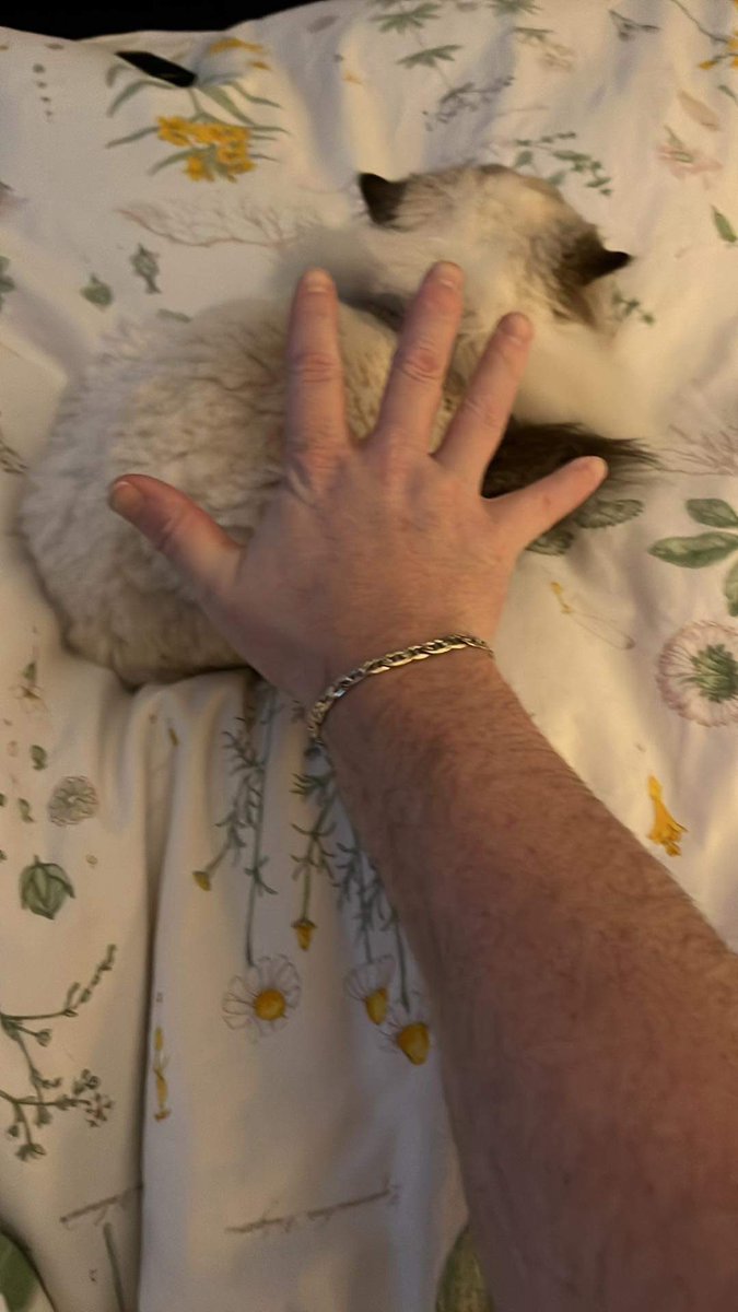 Bella really is the smallest “healthy” non dwarf rescue cat on the planet earth 🌎 prove her wrong. #Caturday #CatsOfTwitter #Hedgewatch #persiancat #tinycat #catlover