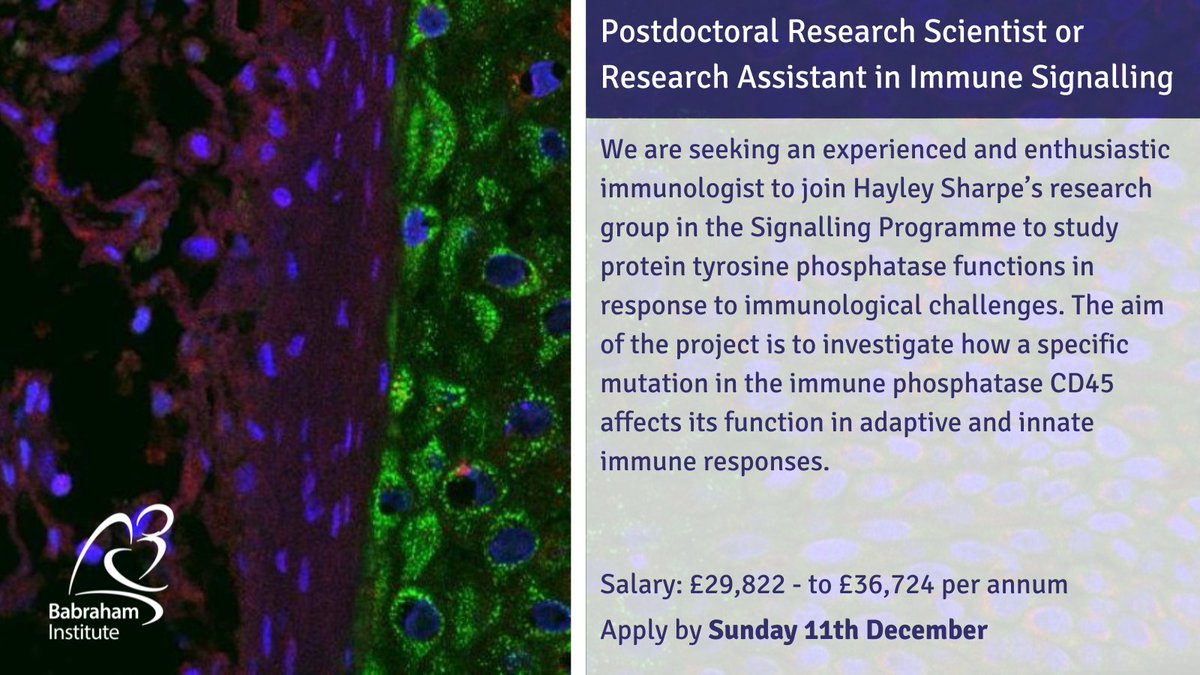 ONE WEEK LEFT
The Sharpe lab is looking for a postdoc or research assistant to help investigate how a specific mutation in the immune phosphatase CD45 affects its function in adaptive and innate immune responses 

Full details: babrahaminstitute.livevacancies.co.uk/#/job/details/…

#ScienceJobs <a href="/Sharpe_Lab/">Hayley Sharpe</a>