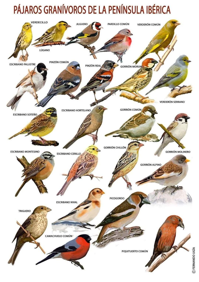 Iván Vega 🪶 tweet media