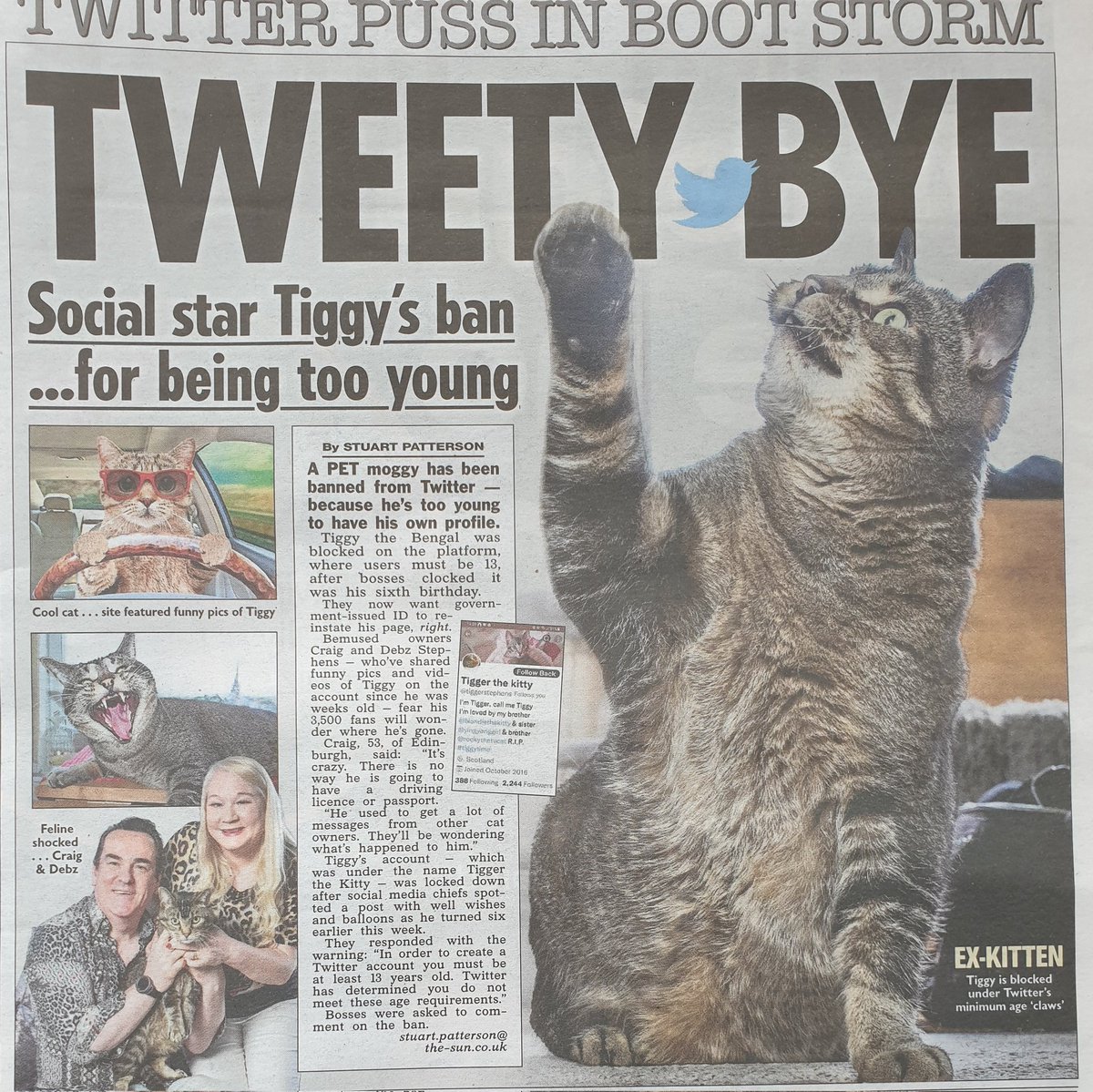 tiggystephens's tweet photo. @elonmusk now you are boss &amp; sacked those idiots who destroyed my original @Twitter page please reinstate it as I may be a #Cat but I stand for all #CatsOnTwitter &amp; #CatsOfTwitter and I have appeared in the news &amp; on the news and if you love #cats let's shake paws on this 🐾 🐾 https://t.co/zz16E6A5Dj