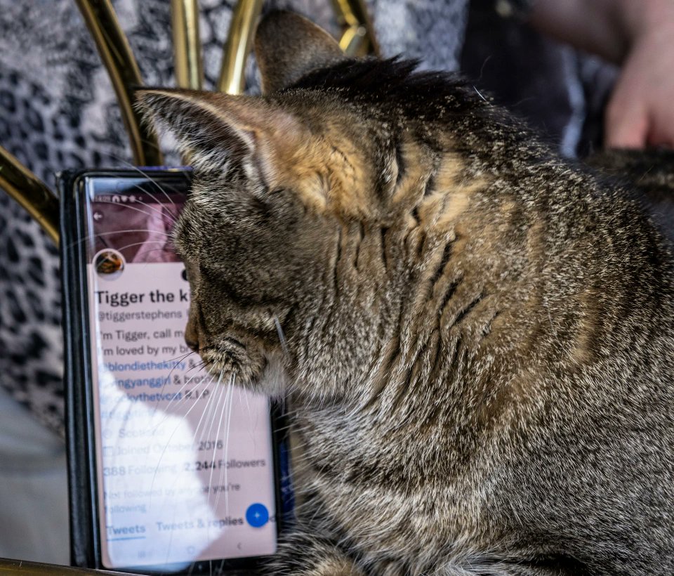 tiggystephens's tweet photo. @elonmusk now you are boss &amp; sacked those idiots who destroyed my original @Twitter page please reinstate it as I may be a #Cat but I stand for all #CatsOnTwitter &amp; #CatsOfTwitter and I have appeared in the news &amp; on the news and if you love #cats let's shake paws on this 🐾 🐾 https://t.co/zz16E6A5Dj