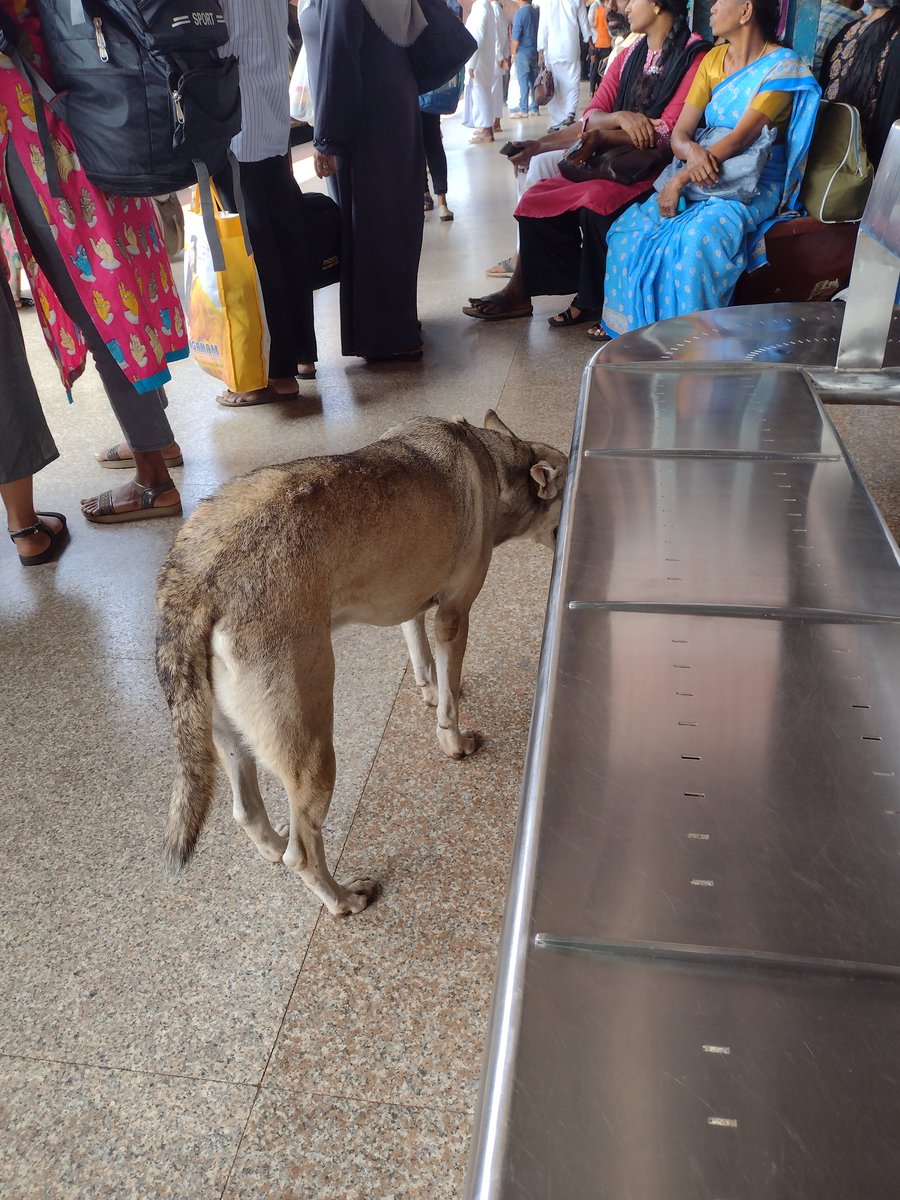 appukkuttan's tweet image. Stray dogs enjoying a lazy afternoon at Calicut Railway Station. How far the railways care for the safety of passengers? 😮😮
#southernrailway #kozhikoderailwaystation
#kozhikodecorporation