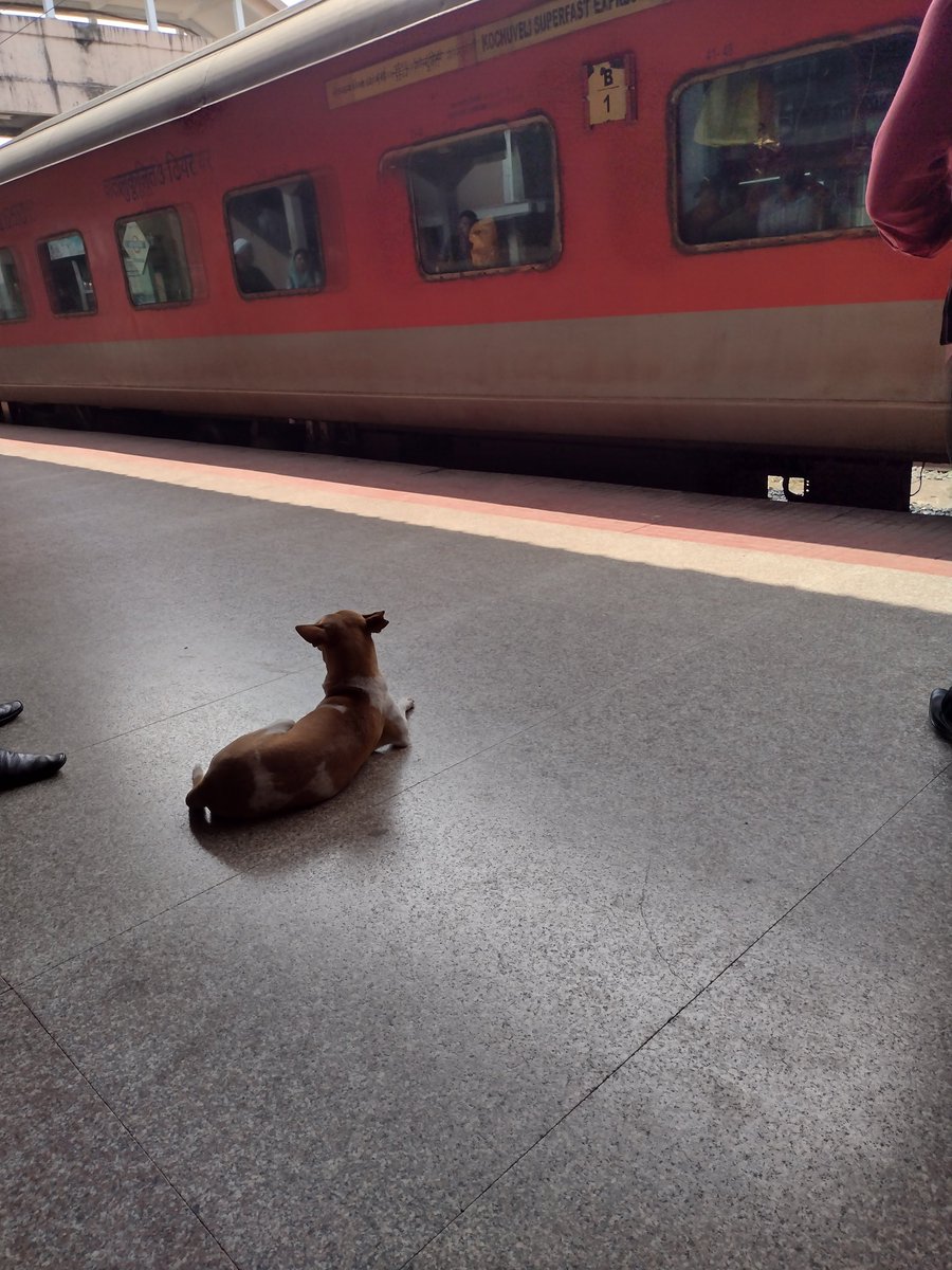 appukkuttan's tweet image. Stray dogs enjoying a lazy afternoon at Calicut Railway Station. How far the railways care for the safety of passengers? 😮😮
#southernrailway #kozhikoderailwaystation
#kozhikodecorporation