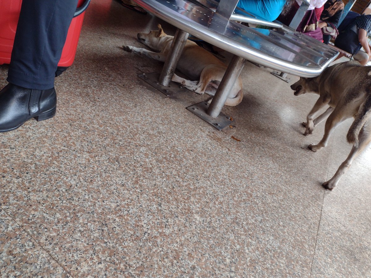 appukkuttan's tweet image. Stray dogs enjoying a lazy afternoon at Calicut Railway Station. How far the railways care for the safety of passengers? 😮😮
#southernrailway #kozhikoderailwaystation
#kozhikodecorporation