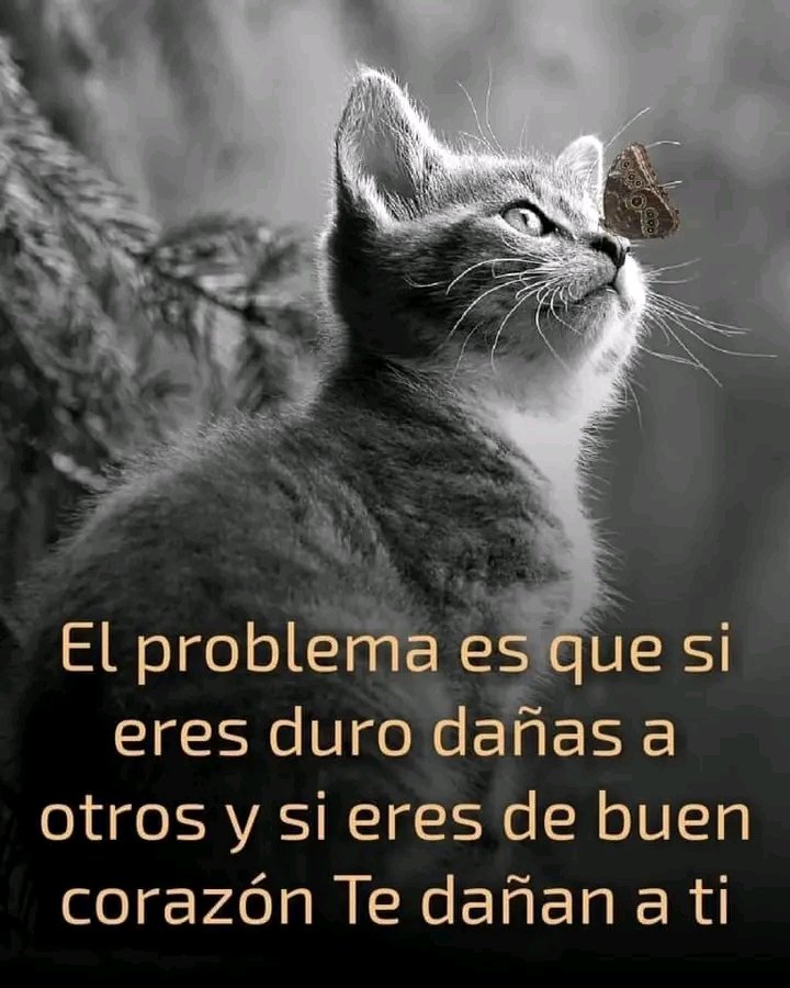 Paty tweet media