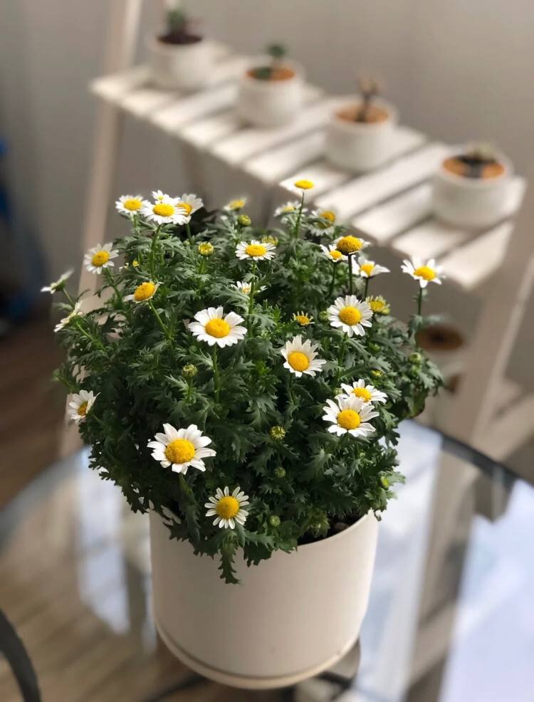 デイジーは何度も家で飼ったことがあるけどね😊
でも毎回枯れてしまいますね😅😅
枯れるたびに悲しいね😭
でも、もう一度やってみたい🙋‍♀️