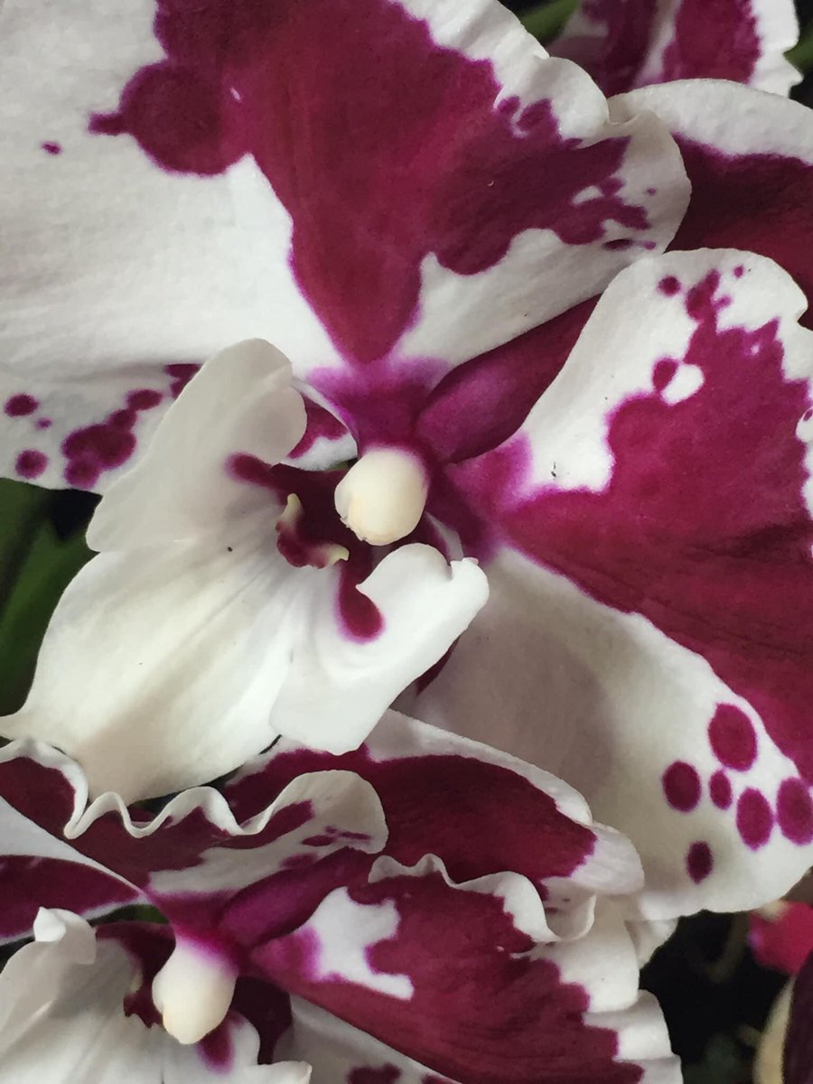 DizzyBigIsland🌋🧷 tweet media