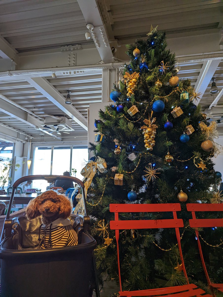 chirolin121's tweet photo. 初めてのクリスマスツリー🎄
 
#トイプードル #トイプードル生活 #犬好きさんと繋がりたい #犬のいる生活 #ちろの成長日記 https://t.co/AiJoR8PwIi