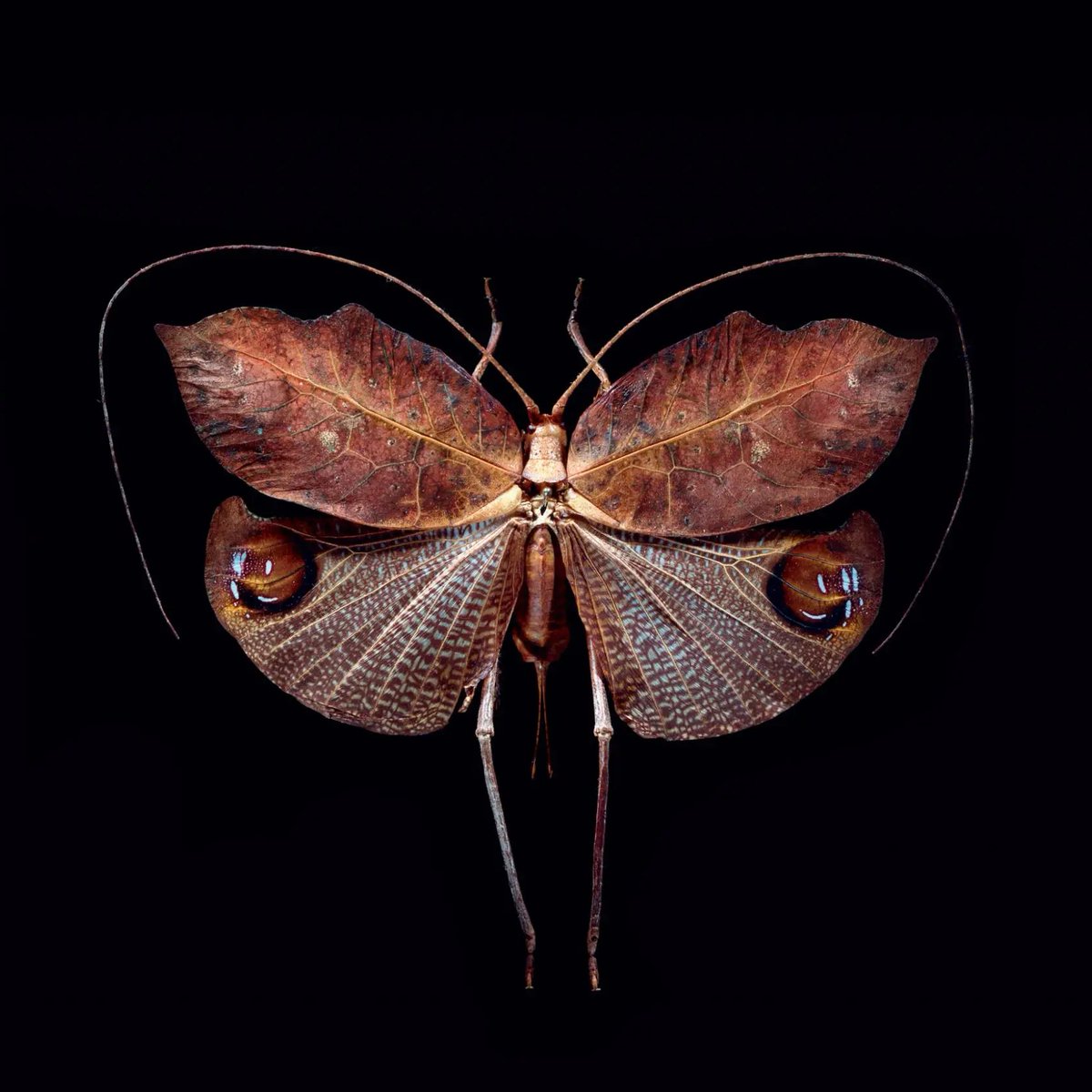 🦗 Des ailes pour voler, mais pas que ! Rusée, la #sauterelle feuille se protège des prédateurs par mimétisme grâce à ses ailes imitant des feuilles mortes.

Apprenez-en plus sur cette fascinante espèce des forêts tropicales d’Amérique du Sud 👉 bit.ly/3EeIWAC