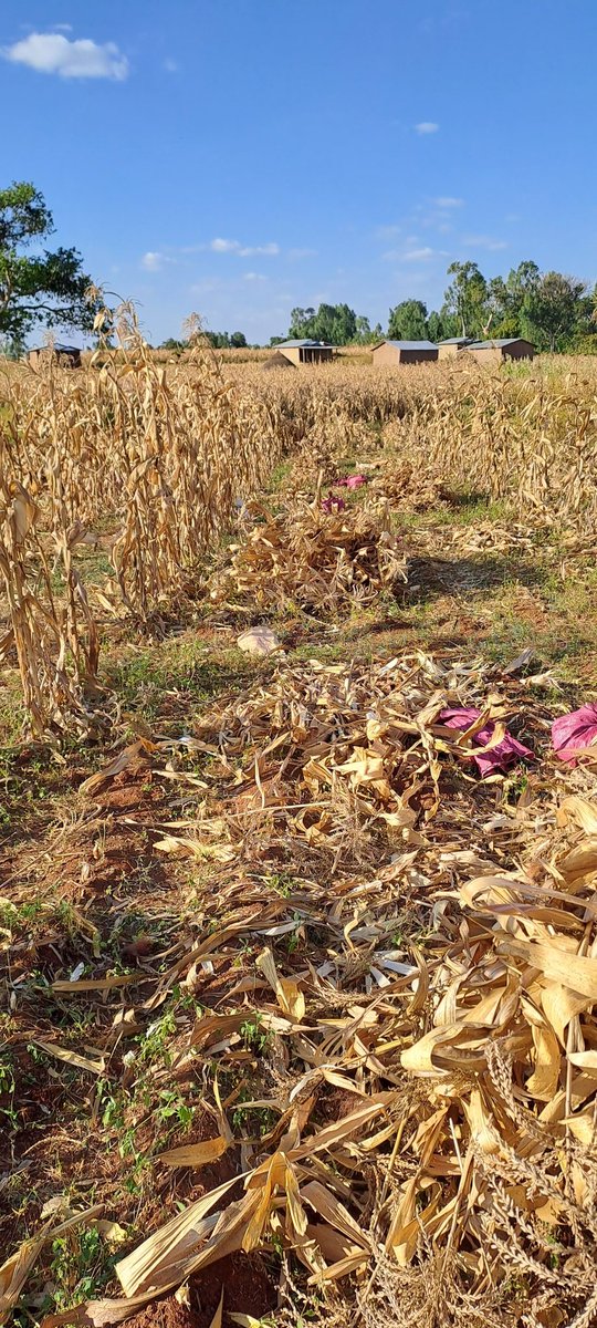 DerejeTirfessa's tweet photo. Happening this week :Maize harvest in Omonada and Kersa district of Jimma zone
#Ethiopia
#Acidsoils
#GAIA
#CIMMYT https://t.co/dEl0vJR1tB