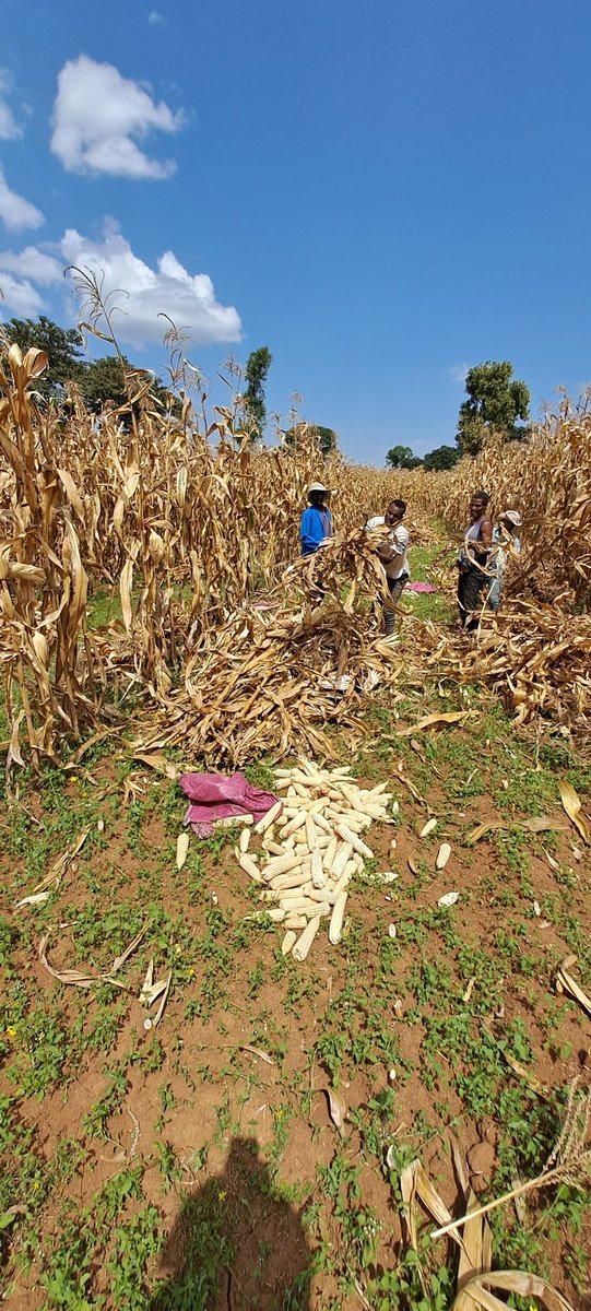 DerejeTirfessa's tweet photo. Happening this week :Maize harvest in Omonada and Kersa district of Jimma zone
#Ethiopia
#Acidsoils
#GAIA
#CIMMYT https://t.co/dEl0vJR1tB