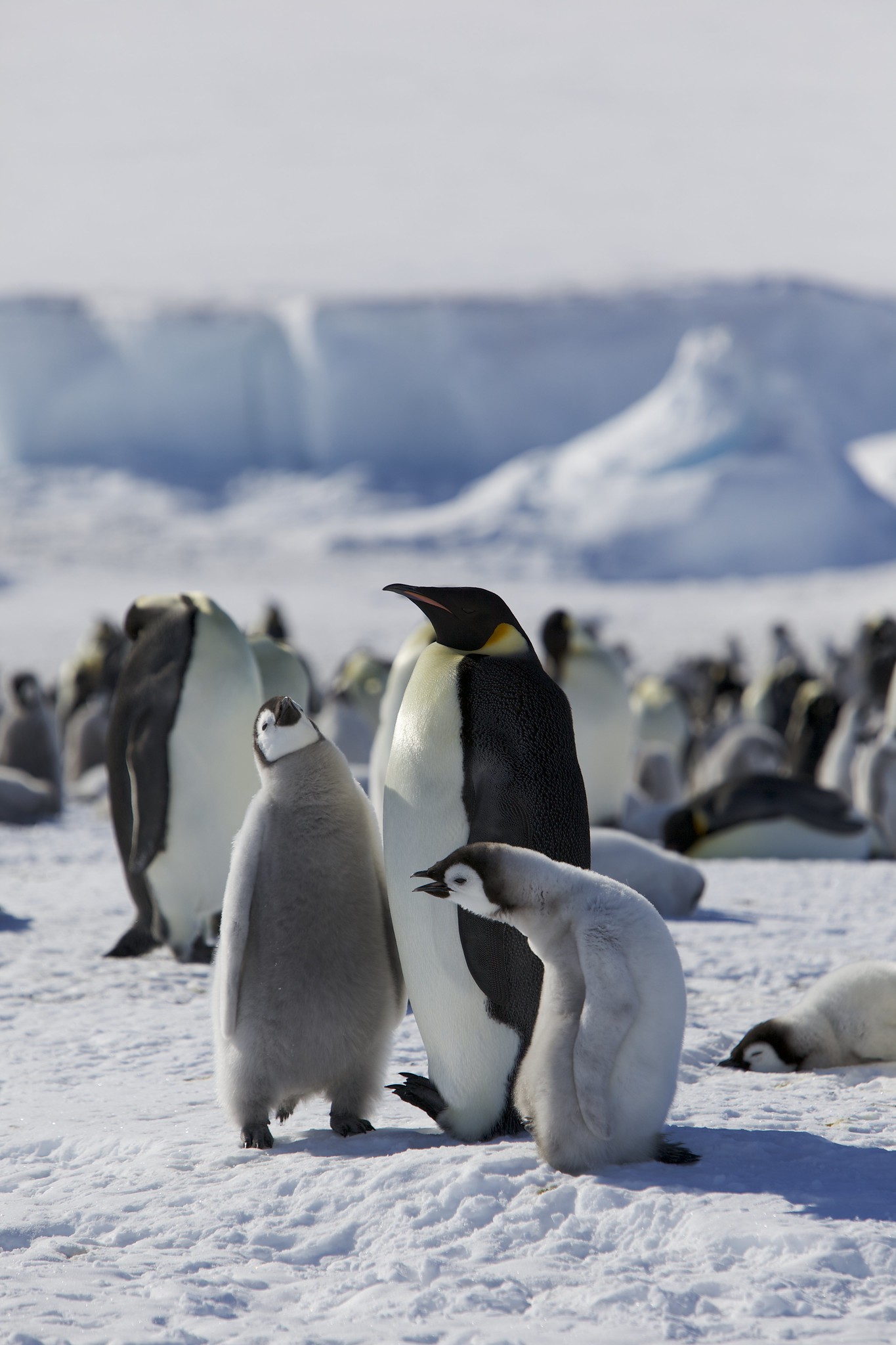 Penguin S Penguin18 Twitter