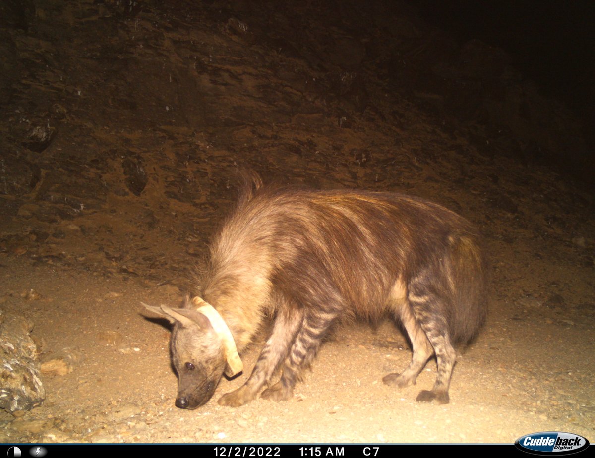 sarahcurtiswild's tweet photo. Stevie, the breeding female of the Hoanib clan, posing for the camera and giving a perfect example of how #brownhyaena can be individually identified using their leg stripes! 🐾 #cameratrapping https://t.co/7QT1ilgNyT