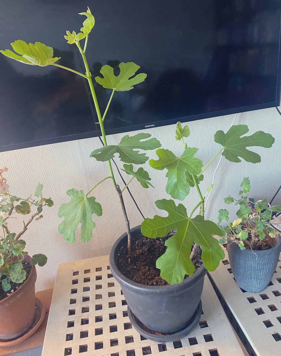 vendicti's tweet photo. Denna har växt ytterligare 10 cm. 😅💚 #stickling #fikon #balkongodling https://t.co/IhPlNWq7NK