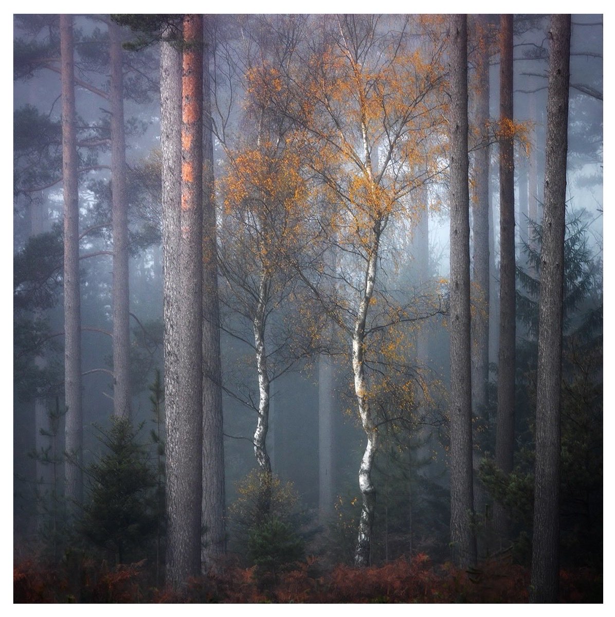 One of the last of the Birches still stubbornly clinging onto its gold…

#NewForest